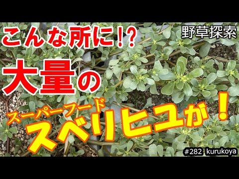 アマチャヅル:不死の薬草 植物
