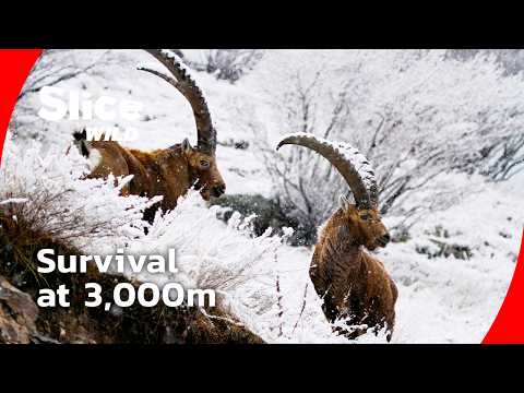 Saved from Extinction: The Return of the Alpine Ibex I FULL DOC | SLICE WILD