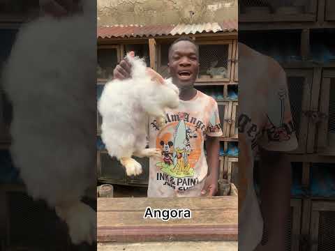 3 different breeds of rabbit #hyla #angora #havana #rabbit