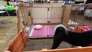 柴犬の動画02