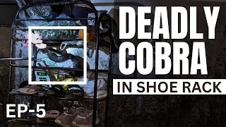 THE COBRA IN SHOE RACK | The Snake Town Ep-5