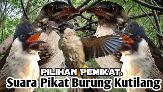Download lagu AMPUH,‼️ SUARA PIKAT BURUNG KUTILANG NYERECET GACOR. mp3 Download lagu AMPUH,‼️ SUARA PIKAT BURUNG KUTILANG NYERECET GACOR. mp3
