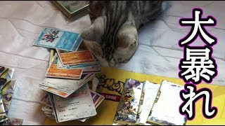【ドリームリーグ】新弾の開封動画にも出現する猫【ポケモンカード】