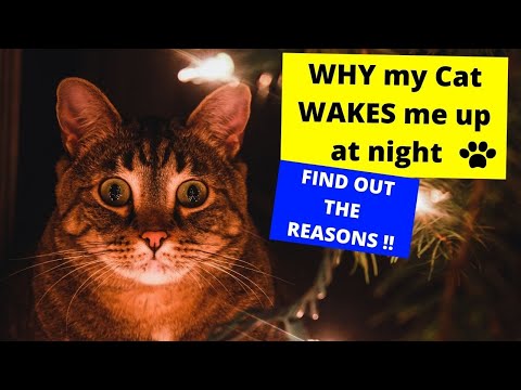 WHY my CAT WAKES me up at night! FIND OUT THE REASONS!