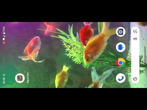 Aquarium Fish Live Wallpaper Video