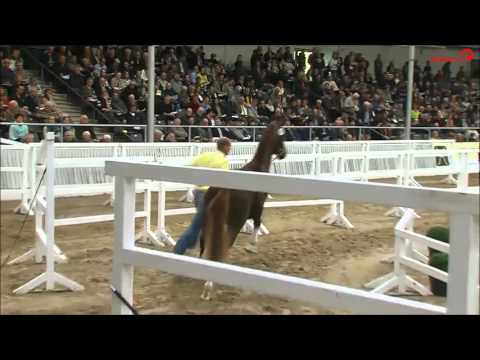 Finnigan v. Floriscount - Don Schufro Körung 2015