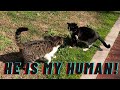 Jealous Cat Gets Upset Every Time I Pet The Other Cat