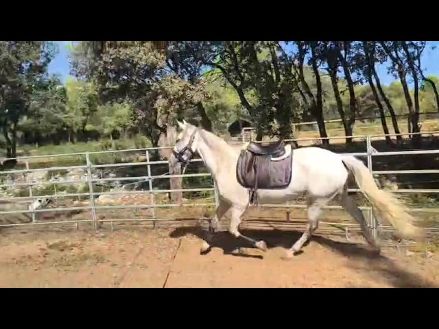 Vends superbe jument gris