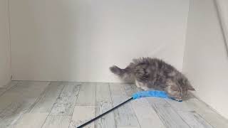 ミヌエットの動画01