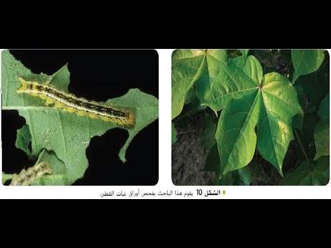 تكنولوجيا الحمض النووي - الجزء السادس - بريدج