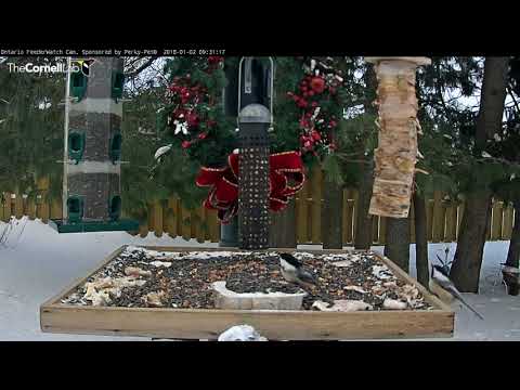 Black-Capped Chickadees Peck At Sunflower Seeds In Ontario – Jan. 2, 2017