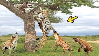 Hienas vs leopardos, cuando los cazadores se convierten en presa. Dios no puede salvar el brocado