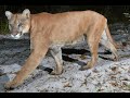 Florida Panther Sound Effects