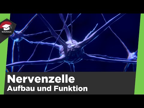 Structure and function of the nerve cell simply explained - The nerve cell - Summary of the nerve...