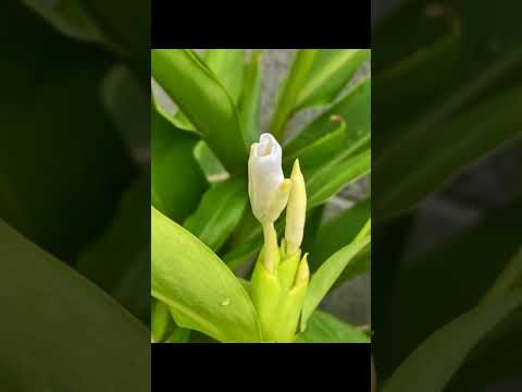 園芸 ジンジャーオーキッド