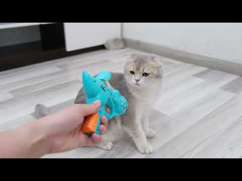 Un chat mignon voit un pistolet jouet pour la première fois