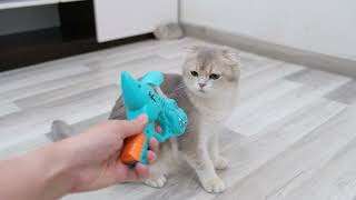 Un chat mignon voit un pistolet jouet pour la première fois