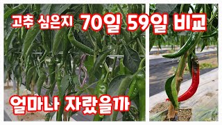 고추 심은지 70일 59일 비교 코레곤 세븐스타 상세한 영상은 고정댓글 참조 [고추재배방법]