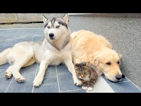 YouTube 썸네일