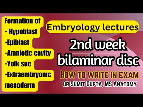 2nd week of development | General Embryology |