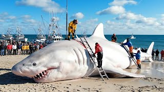 1,000-lb Giant Shark on the Longline | Deep-Sea Documentary