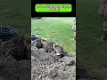 Cat CATCHES Mouse