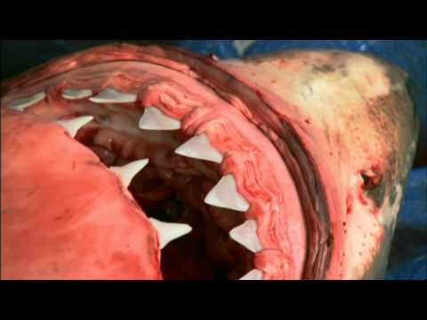 Squalo Bianco - La verità sui killer dei mari (trailer ita HD)