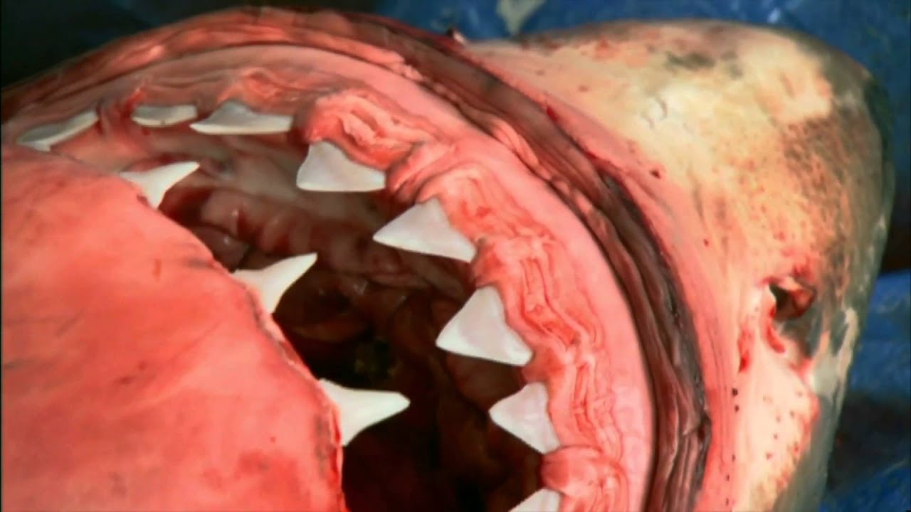 Squalo Bianco - La verità sui killer dei mari (trailer ita HD)