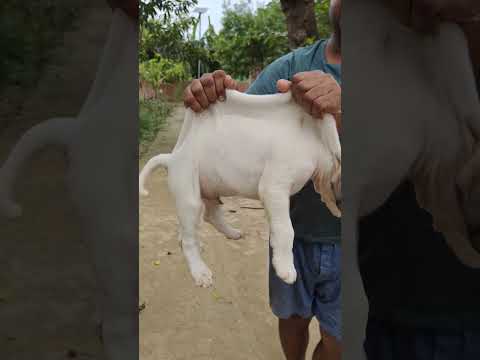 High quality #bully #kutta #puppies for #sale 7529910961