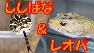 ビビリのセイブシシバナヘビ＆ベタ慣れレオパードゲッコーの餌やり動画