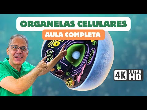 Organelas Celulares : Estrutura celular e citoplasma | CiênciaTraduzida com Professor Hilton