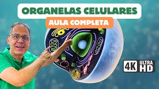 ORGANELAS CITOPLASMÁTICAS: Funções e Estruturas do Citoplasma| CiênciaTraduzida com Professor Hilton
