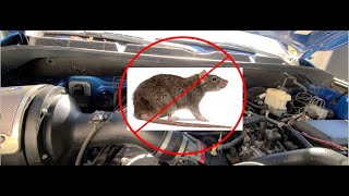 Getting Rid of Rats and Mice in Your Engine Bay
