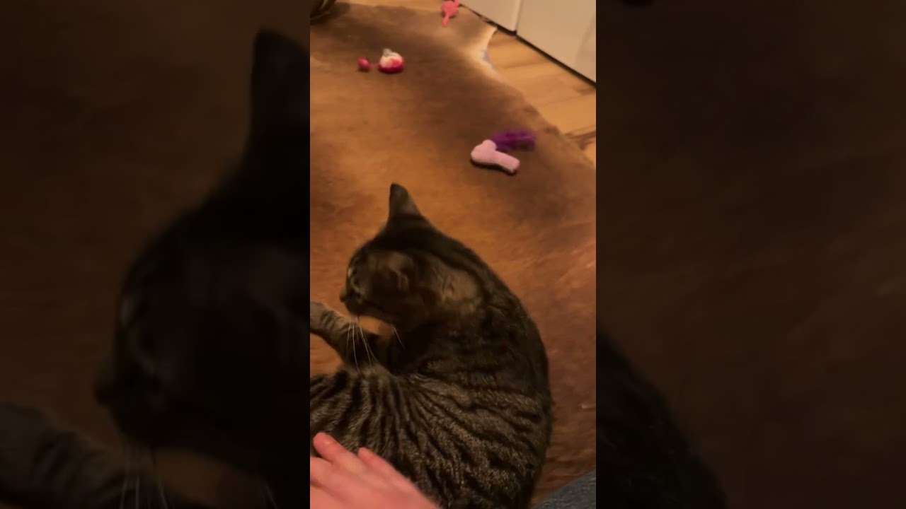 Enlarge Tiger, a ADOPTABLE mixed breed in Hopkinton, MA video 4/4