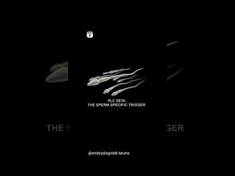 PLC Zeta - Specific sperm trigger