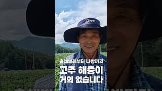 노지 고추 해충 박멸! 총채부터 나방까지 싹 잡은 비결은?
