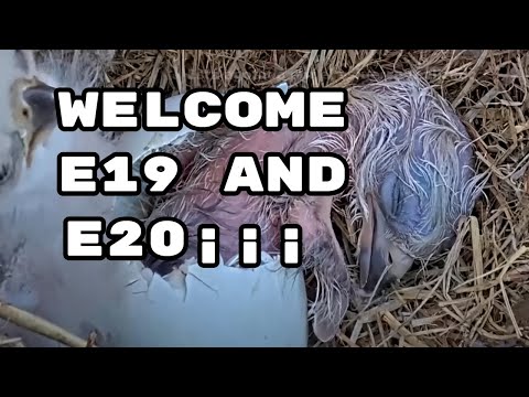 Welcome to the world of eagle E19 and E20 - Bienvenidos al mundo eagle E19 y E20