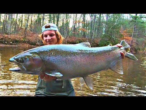 GIANT Michigan Steelhead BOBBER DOWNS!