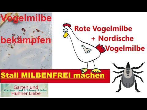 Hühnerstall Milbenfrei machen. Rote Vogelmilbe und Nordische Vogelmilbe bekämpfen.
