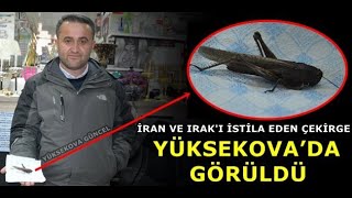İran Ve Irak’ı İstila Eden Çekirge Yüksekova’da Görüldü