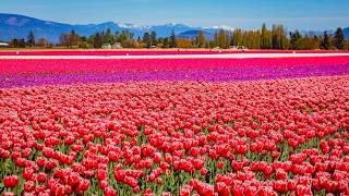 Skagit Valley Tulip Festival in 4K | 10.5 Hours of Spring Bloom (No Loop) & Piano Music