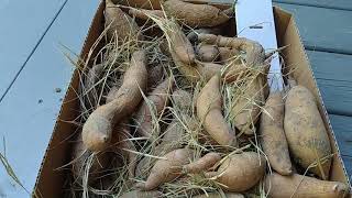 How to Grow White Sweet Potato Slips