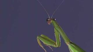 Praying mantis - Natural History