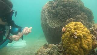 Newswise:Video Embedded extreme-temperature-stress-proving-disastrous-on-southeast-florida-s-coral-reefs