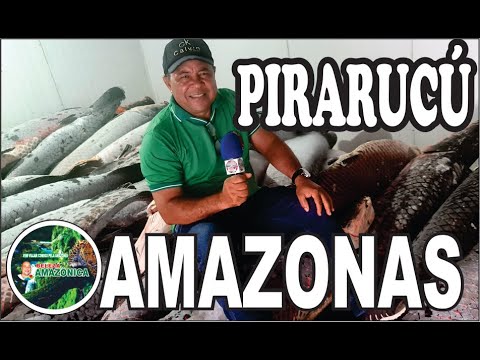 Beleza Amazônica,  Frigorífico do Eucias Fonte Boa Amazonas