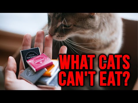 What Cats Can't Eat/Foods That Are Harmful For Your Kitty