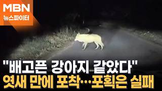 6일 만에 모습 드러냈지만, 포획 실패…늑구야 어디 있니 - 뉴스파이터