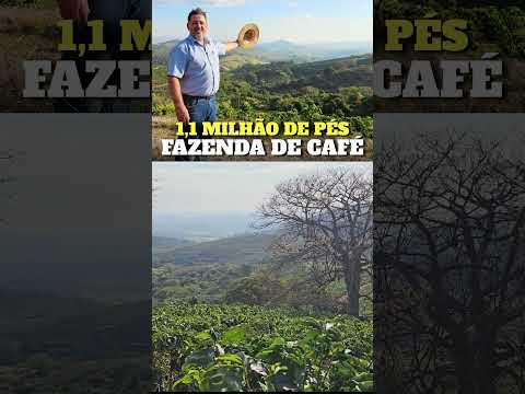 FAZENDA DE CAFÉ 394 HA EM CACONDE/SP – 1,1 MILHÃO DE PÉS | R$ 52 MI | (19) 99762-6951