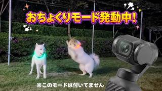 【忖度なし】ペット系YouTuberがOsmo Pocket 4をガチ検証！3から乗り換えるべき？！