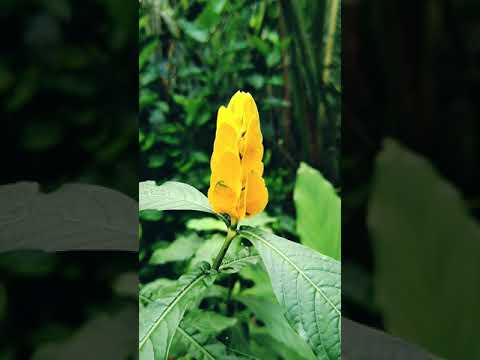 , title : 'Golden shrimp plant | Lollipop plant #shorts #nature #flowers'